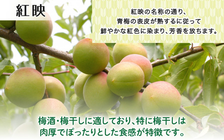 【先行予約】【福井特産】 福井梅（紅映）青梅 5kg（L～2L サイズ）【2026年6月以降順次発送予定】 梅 福井梅 生梅 青梅 完熟梅 梅干し 梅酒 梅干 梅シロップ 梅ジャム 梅ジュース 果物 梅肉 ウメ うめ [m74-a006]