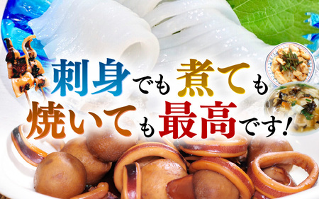 ≪-60℃で急速冷凍≫若狭アオリイカ 刺身用2～3枚（合計180g）下処理済みだからシンクも汚れず大好評！【福井 地物 海鮮 刺身 あおりいか イカ丼 海鮮丼 魚介】[m17-a073]