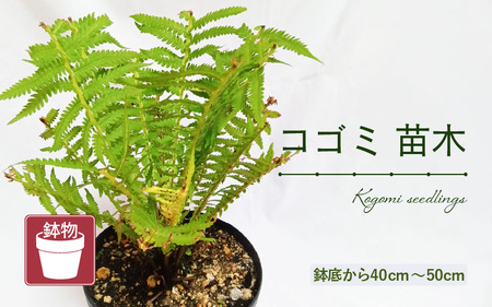 【先行予約】コゴミ苗木 (鉢物) 鉢底から40cm～50cm 【2026年10月上旬以降順次発送予定】【こごみ 花 苗木 種 家庭菜園 】 [m47-a017]