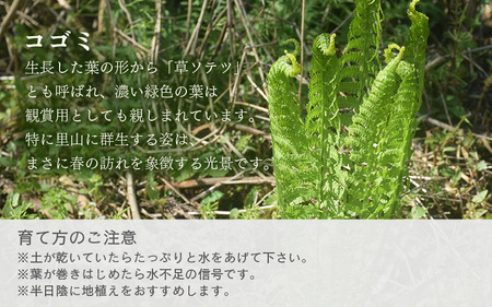 【先行予約】コゴミ苗木 (鉢物) 鉢底から40cm～50cm 【2026年10月上旬以降順次発送予定】【こごみ 花 苗木 種 家庭菜園 】 [m47-a017]