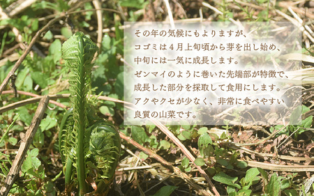 【先行予約】コゴミ苗木 (鉢物) 鉢底から40cm～50cm 【2026年10月上旬以降順次発送予定】【こごみ 花 苗木 種 家庭菜園 】 [m47-a017]