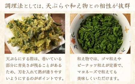 【先行予約】コゴミ苗木 (鉢物) 鉢底から40cm～50cm 【2026年10月上旬以降順次発送予定】【こごみ 花 苗木 種 家庭菜園 】 [m47-a017]