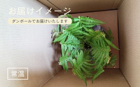 【先行予約】コゴミ苗木 (鉢物) 鉢底から40cm～50cm 【2026年10月上旬以降順次発送予定】【こごみ 花 苗木 種 家庭菜園 】 [m47-a017]