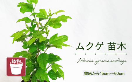 【先行予約】ムクゲ苗木 (鉢物) 鉢底から45cm～60cm 【2026年5月上旬以降順次発送予定】【 むくげ お花 花 はな フラワー 苗 植物 家庭菜園 花壇 プランター ガーデニング観葉植物  園芸 鉢物 】 [m47-a019]
