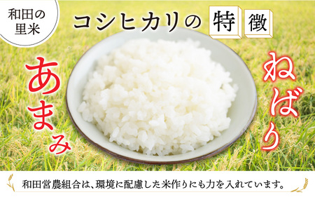 【令和5年産】【6ヶ月定期便】和田の里米 コシヒカリ 白米(精米) 10kg×6回 計60kg