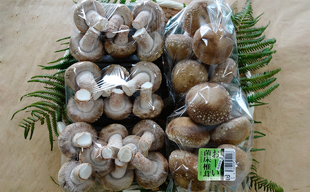おーい菌床しいたけ2.5kg | 福井県おおい町 | ふるさと納税サイト 