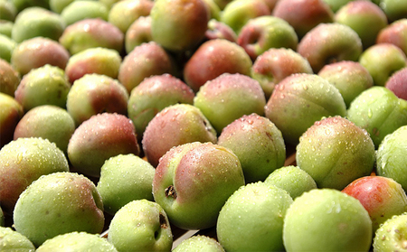 福井県産 紅映梅を使用した本格梅酒 若狭梅酒（1800ml）1本　 お酒 洋酒 リキュール リキュール類 