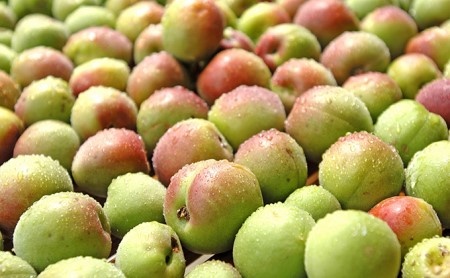 梅ドリンク　1ケース30缶 加工食品 ジュース うめ ウメ 