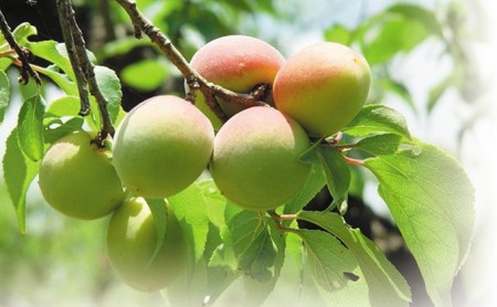 とてもすっぱい、熟成無塩の「くろ梅」とハチミツを加えた「蜜黒梅」の2袋セット 梅干し 加工食品 