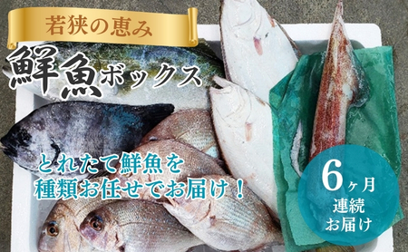 鮮魚セット 定期便 6ヶ月 若狭の恵み 鮮魚ボックス 種類はお任せ 魚 お魚 セット 詰め合わせ 魚介 魚介類 海鮮 海鮮セット 6回 半年 お楽しみ 福井 福井県 若狭町