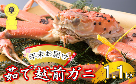 茹で越前ガニ【年末お届け】食通もうなる本場の味をぜひ、ご堪能ください。約1.1kg以上 越前がに 越前かに 越前カニ カニ ボイルガニ