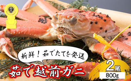 茹で越前ガニ【期間限定】食通もうなる本場の味をぜひ、ご堪能ください。約800g 2尾セット 越前がに 越前かに 越前カニ カニ ボイルガニ