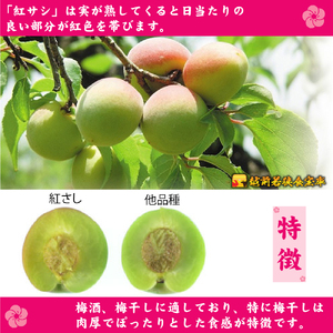 【訳あり】大入り梅干し130g×6袋 合計780g【保存容器付き】 発酵食品 昔ながらの梅干し すっぱい しそ漬け 塩分18％ Lサイズ 紅映梅を使用 福井県の特産 訳ありはパッケージ変更のため 