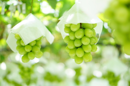 〈2026年度配送分〉シャインマスカット 3~5房(1箱2kg以上)262K