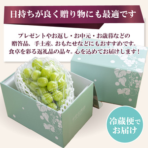 〈2026年度配送分〉シャインマスカット1房(約700g) 山梨 県産 先行予約 2026年 ぶどう フルーツ 1房 冷蔵 生産量 日本一 甲府 市産 700g以上 フルーツ王国山梨 2026年8月中旬~9月中旬にかけて順次発送
