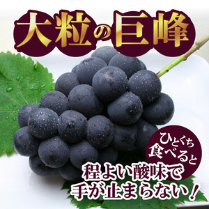 〈2025年度配送分〉巨峰2房（約1.0kg） 巨峰 大粒 山梨 県産 先行予約 2025年 ぶどう フルーツ 2房 冷蔵 生産量 日本一 甲府 市産 1.0kg以上 フルーツ王国山梨 2025年8月上旬～下旬にかけて順次発送