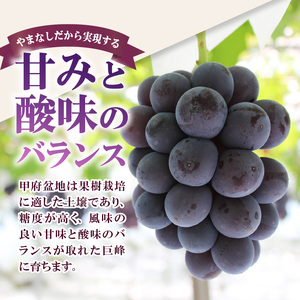 〈2025年度配送分〉巨峰2房（約1.0kg） 巨峰 大粒 山梨 県産 先行予約 2025年 ぶどう フルーツ 2房 冷蔵 生産量 日本一 甲府 市産 1.0kg以上 フルーツ王国山梨 2025年8月上旬～下旬にかけて順次発送