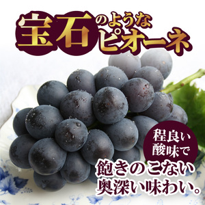 〈2025年度配送分〉ピオーネ2房（約1.0kg） ピオーネ 大粒 山梨 県産 先行予約 2025年 ぶどう フルーツ 2房 冷蔵 生産量 日本一 甲府 市産 1.0kg以上 フルーツ王国山梨 2025年8月上旬～9月上旬にかけて順次発送