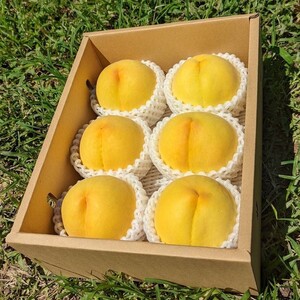 甲府市産　黄金桃　約2kg（4～7玉）