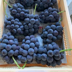 甲府市産　巨峰　約1.0kg（2～3房）