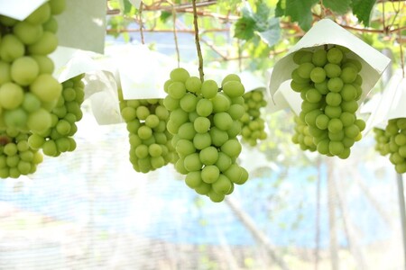 〈2026年度配送分〉甲府市産　シャインマスカット×黒系ぶどう　約1.0kg（2～3房）