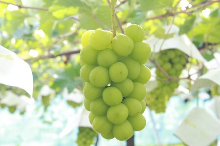 〈2026年度配送分〉甲府市産　シャインマスカット×黒系ぶどう　約2.0kg（3～5房）