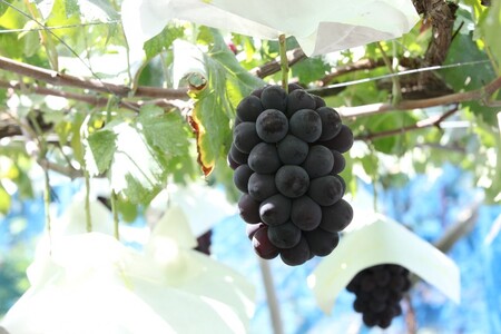 〈2026年度配送分〉甲府市産　シャインマスカット×黒系ぶどう　約2.0kg（3～5房）