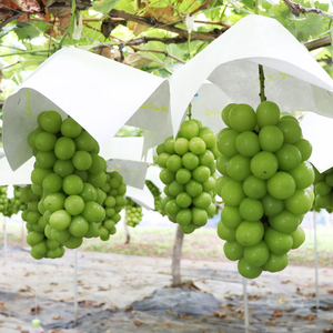 【2026年度配送分】甲府市産　シャインマスカット　約1.5kg（2～4房）