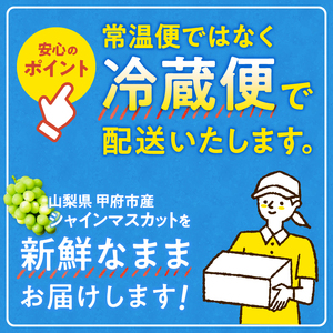 【新規格登場!!】〈2026年度配送分〉至福の山梨県産シャインマスカット 2房（1.0kg以上）シャインマスカット 山梨 県産 2026年度 先行予約 甲府 市産 ぶどう フルーツ 果物 2房 冷蔵 1.0kg以上 種なし 大粒 高級 甘い リピーター多数 【2026年8月中旬～9月下旬頃にかけて順次発送】