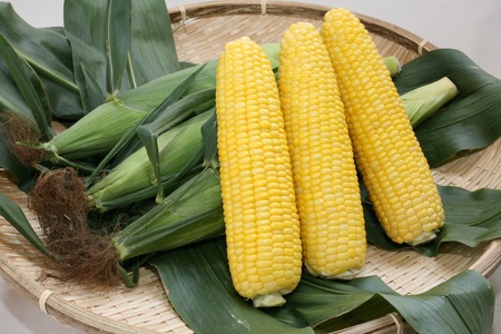 〈2026年度配送分〉【ふるなび限定】とうもろこし〈サニーショコラ〉6本入（約2.4kg）FN-Limited-SP