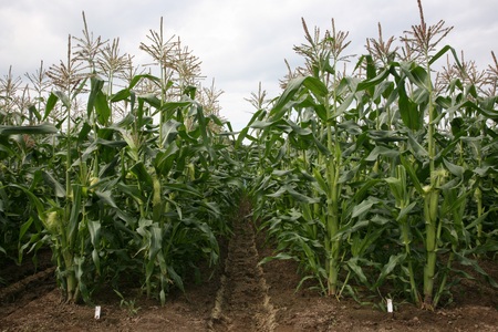 〈2026年度配送分〉【ふるなび限定】とうもろこし〈サニーショコラ〉6本入（約2.4kg）FN-Limited-SP