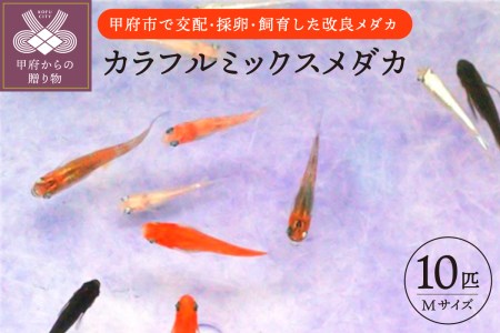 カラフルミックスメダカ 山梨県甲府市 ふるさと納税サイト ふるなび