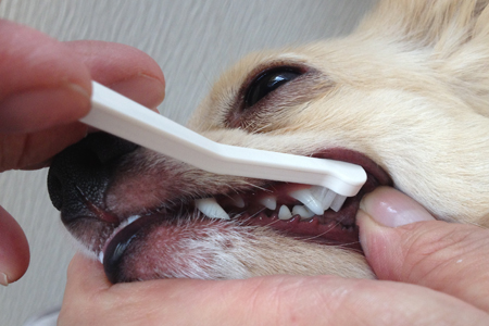 【犬口ケア】赤ちゃんから始める歯みがきセット