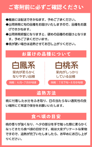 〈2025年度配送分〉甲府市産 桃 約3kg（8～12玉） 桃 山梨 もも ピーチ 3kg フルーツ 甘味 ジューシー 山梨県産 フルーツ王国 生産量日本一