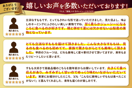 2024年度配送分〉すもも「貴陽」 6-8玉（2024年7月上旬～下旬