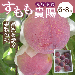 〈2024年度配送分〉すもも「貴陽」 6-8玉（2024年7月上旬～下旬にかけて順次配送予定）