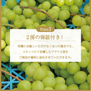 富士吉田市産　ブドウ狩りプラン(シャインマスカット) ぶどう シャインマスカット 体験 収穫 フルーツ狩り 果物狩り フルーツ 山梨 富士吉田