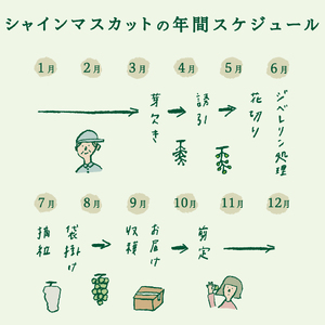 【2025年発送】山梨県産 シャインマスカット 700g（1房以上）シャインマスカット フルーツ