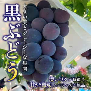 厳選旬のフルーツ2回定期便(黒ぶどう1kg以上・シャインマスカット1kg以上)【2026年発送先行予約】