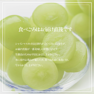 シャインマスカット 【2026年発送 先行予約】山梨県産 シャインマスカット2～3房 (1.2kg以上)  フルーツ