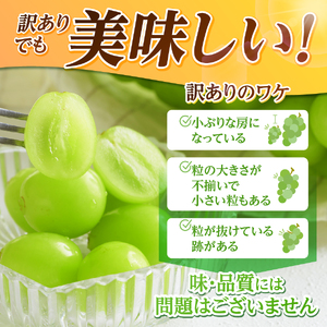 2026年発送先行予約 訳あり シャインマスカット1kg （ 2～3房 ）  フルーツ シャイン