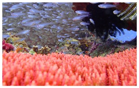 【晴雨兼用折畳み傘】sea-sas シーサス(リビング・コーラル) 