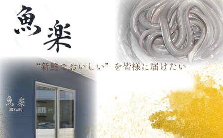 うなぎの蒲焼（半カット）2尾　380g以上 うなぎ ウナギ 鰻 かば焼き 蒲焼 冷凍 タレ うな重 うな丼 おすすめ 山椒　国産うなぎ