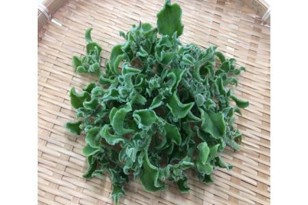 アイスプラント進化形 シャインリーフ（100g入り×10パック）　サラダ　天ぷら　ミネラル