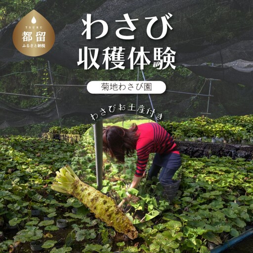 わさび収穫体験（わさびお土産付き）　山梨 都留市 わさび 山葵 ワサビ 体験 体験チケット 収穫 収穫体験 湧水