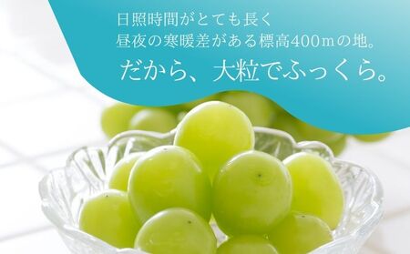 【2025年先行予約】　シャインマスカット500g以上（1房）　先行予約　ブドウ　ぶどう　葡萄　フルーツ　シャイン　シャインマスカット