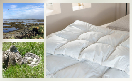 kokiku ダブル アイダー×GIZA 羽毛布団【掛け】アイスランドアイダー ダウン95％　寝具　羽毛ふとん　ダウン布団　ダウンふとん　ダブルふとん　ダブル布団　