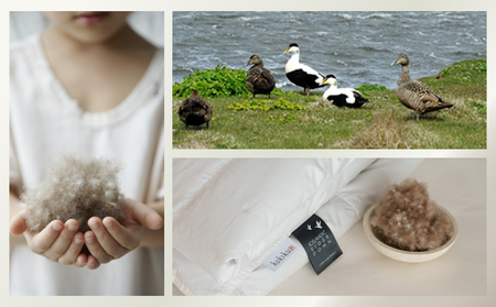 kokiku セミダブル アイダー×GIZA 羽毛布団【肌掛け】アイスランドアイダー ダウン95％　寝具　羽毛　羽毛ふとん　ダウン　ダウン布団　ダウンふとん　セミダブル布団　セミダブルふとん　肌かけ　はだかけ　セミダブル肌かけ　セミダブルはだかけ　