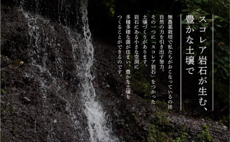 こだわり無農薬わさびセット わさび　ワサビ　山葵