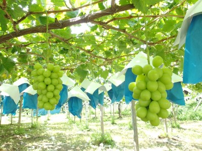 満月の夜に絞った白ぶどうジュース 葡萄のセミドライフルーツ 山梨県都留市 ふるさと納税サイト ふるなび